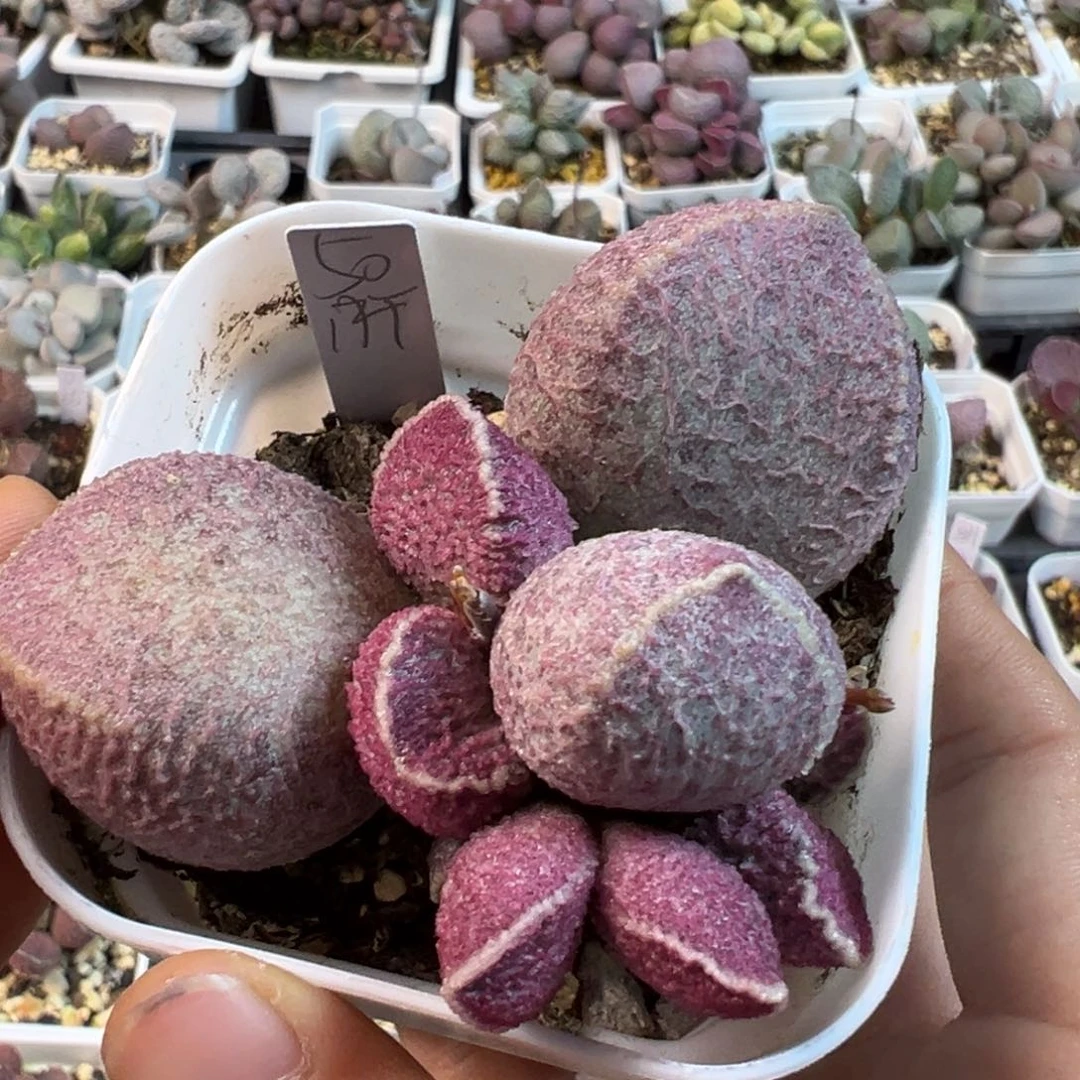 哈默猪肝有干疤特价多肉植物水泡