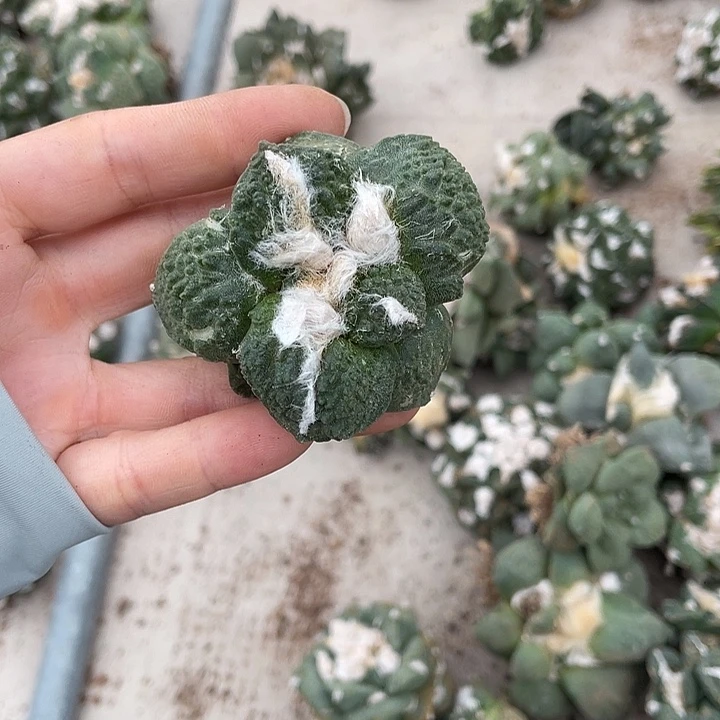 玛***卡自根哥怒瑕疵特价福利