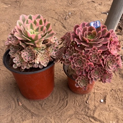 116多肉植物组合，