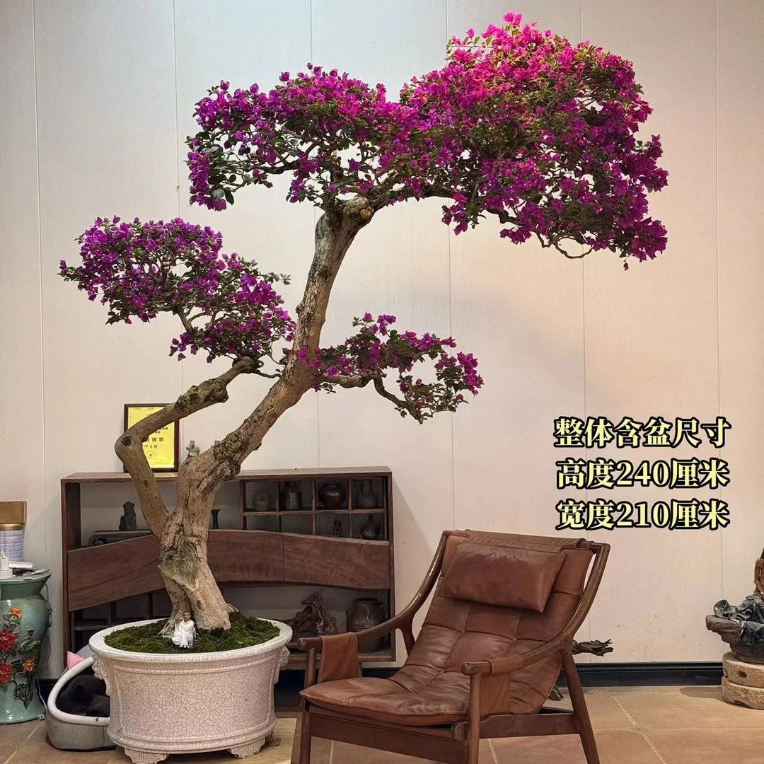 【叶胜园艺】精品小叶紫老桩三角梅盆景