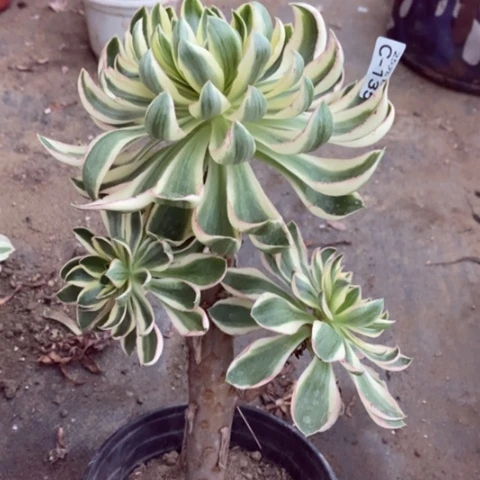 135青莲满25包邮多肉