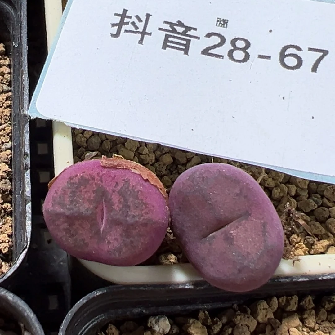 28-67肉锥多肉植物，