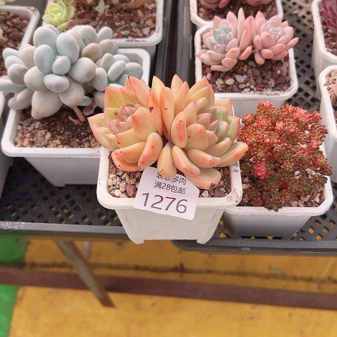 1***翁多肉一物一拍植物1276