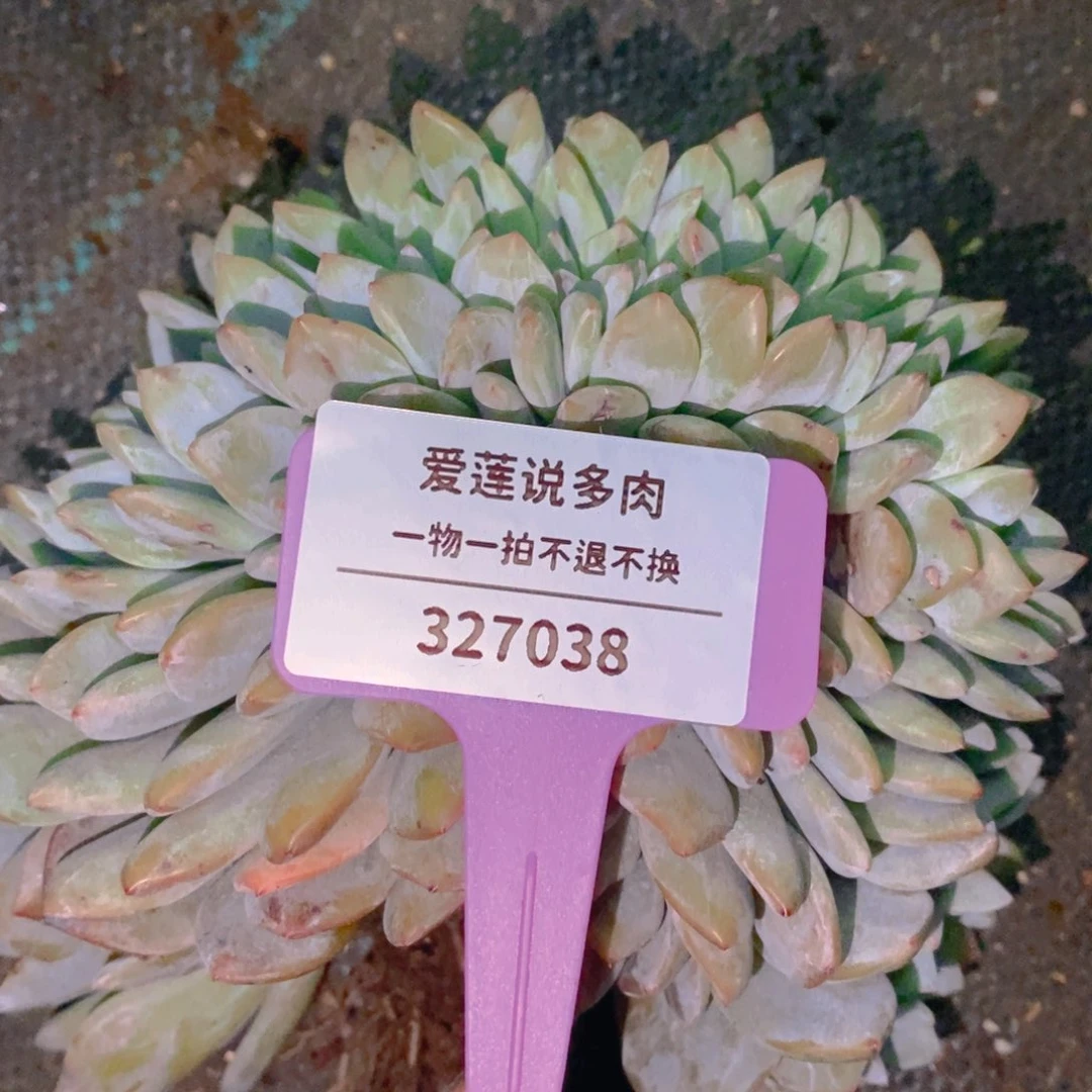 伪****）327038有微瑕星影