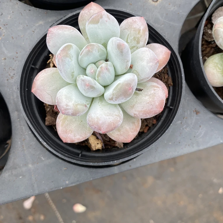 精品香水多肉植物