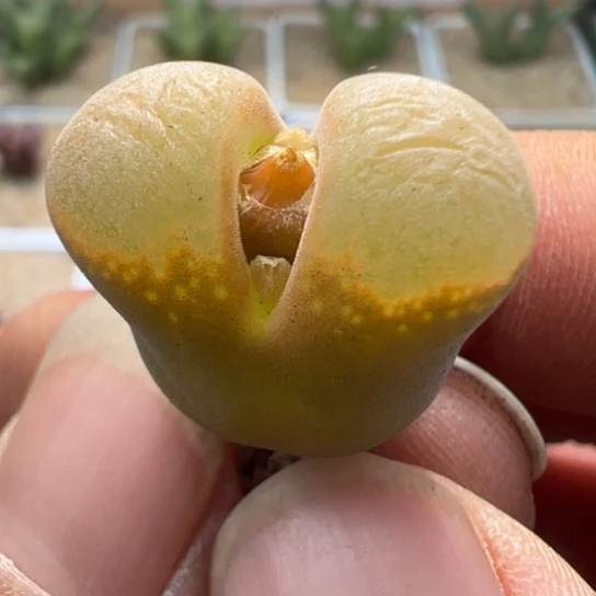 编号丢失美风铃一颗262。