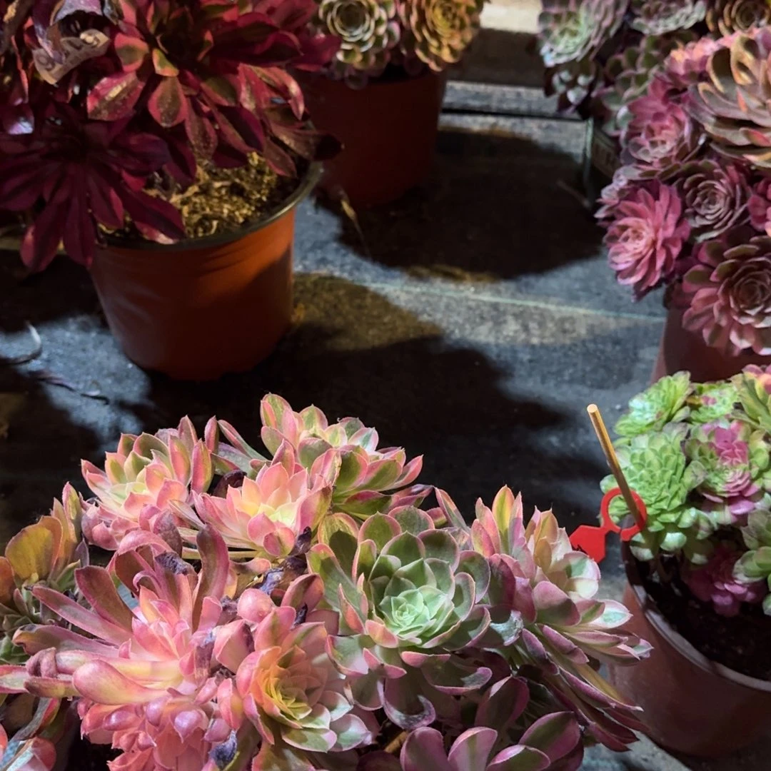 爱*多肉植物法师盆2个