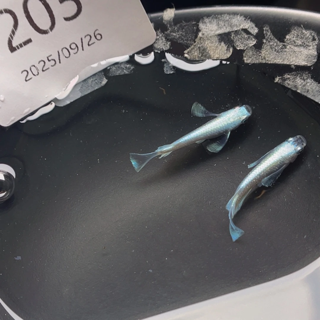 青鳉203天使之翼一对