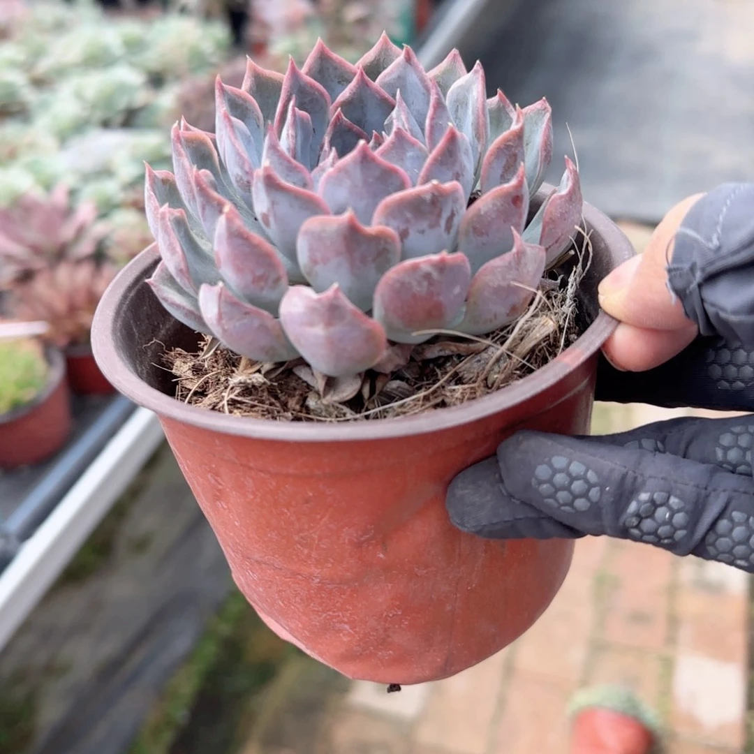 无花朵暗冰单头特价多肉