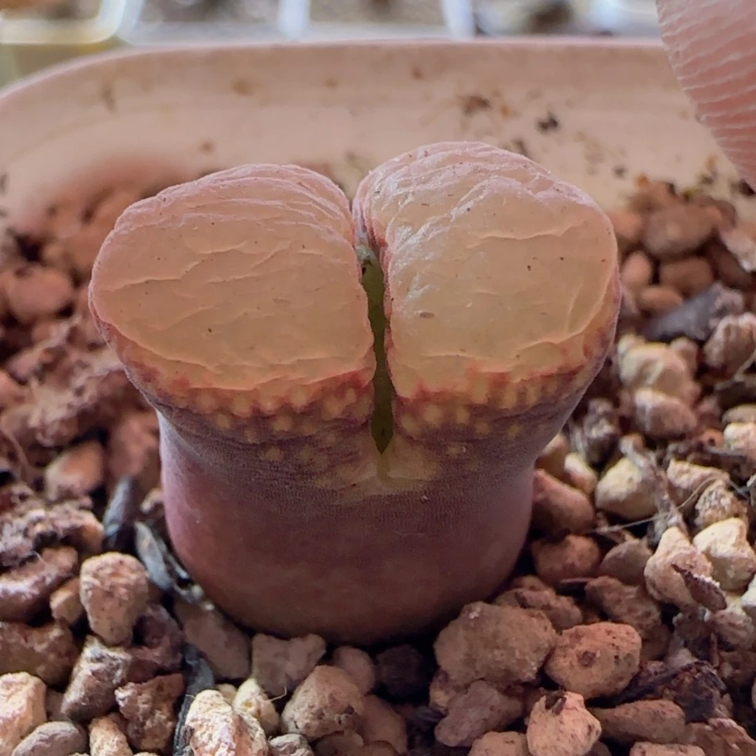 精品风铃玉 喜欢自己搂～