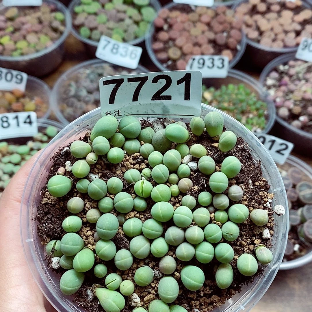 7721银光玉啊啦啦