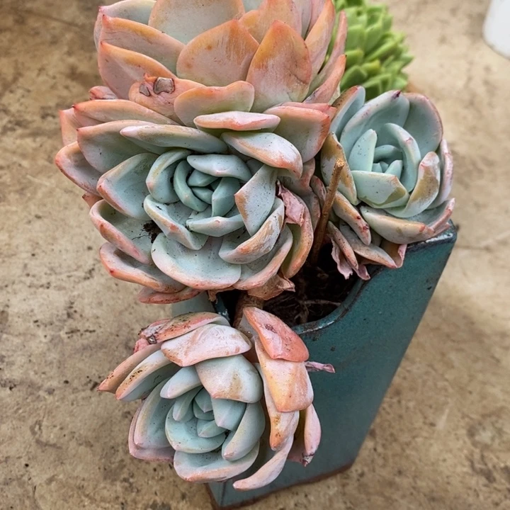 @**@小七夕多肉凤橙37