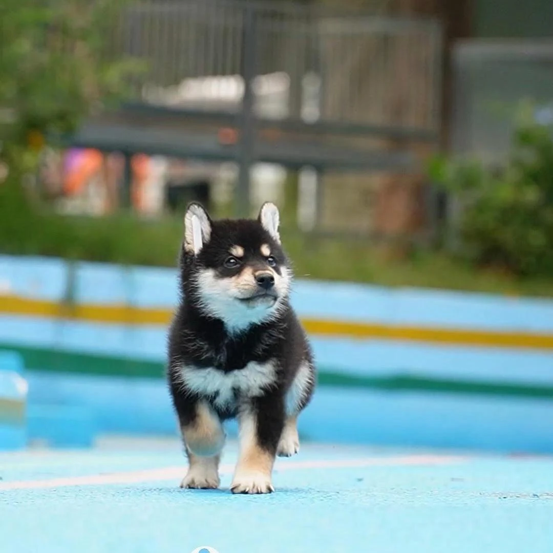 1010拍摄12号柴犬狗狗幼犬宠物弟弟②10.14