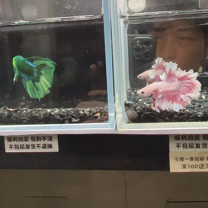 斗鱼竞拍跑单拉黑26日104