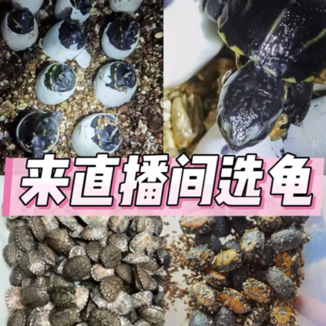 123龟宠【直播间】果核红面剃刀白唇麝香火焰西非沼泽龟苗宠物龟