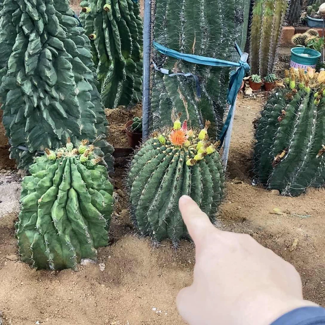 无花朵金**麻0000000000000000