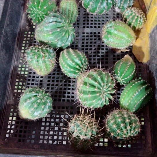 下58框拍歪斑丑小无根侧芽无售后