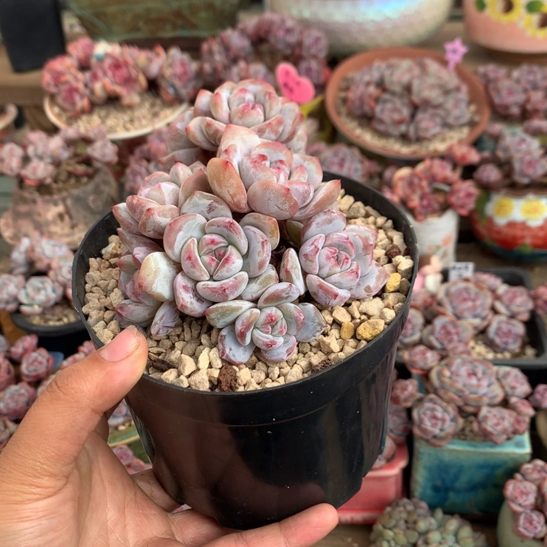 开播福利新年快乐