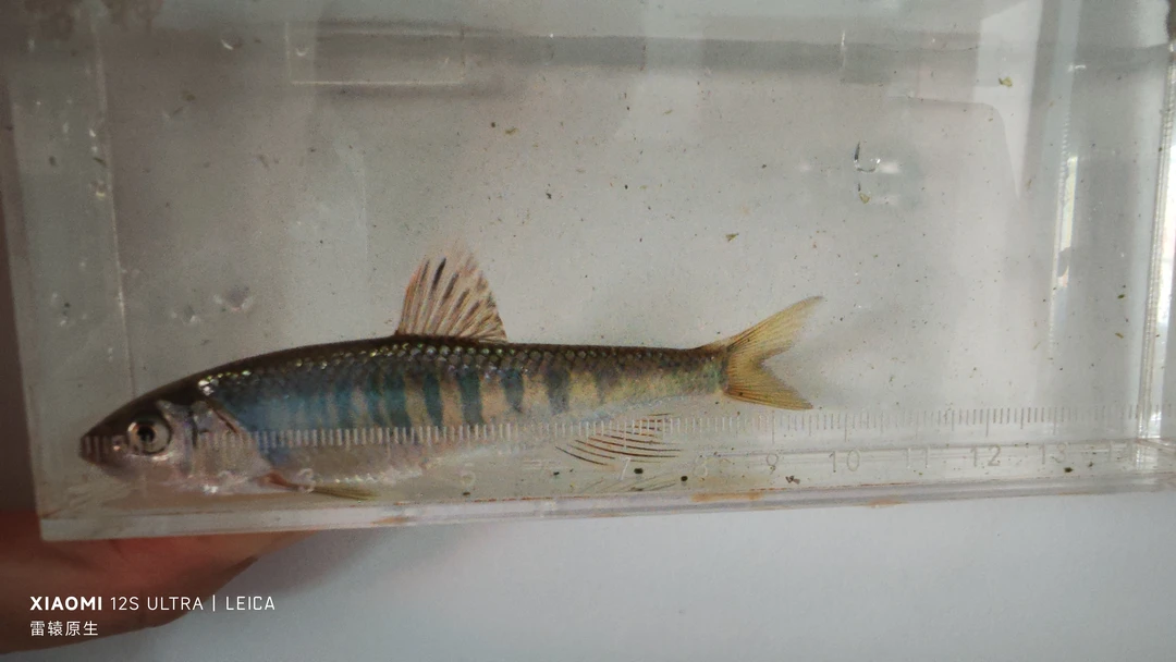 长鳍鱲大亚成六条一组8-10cm