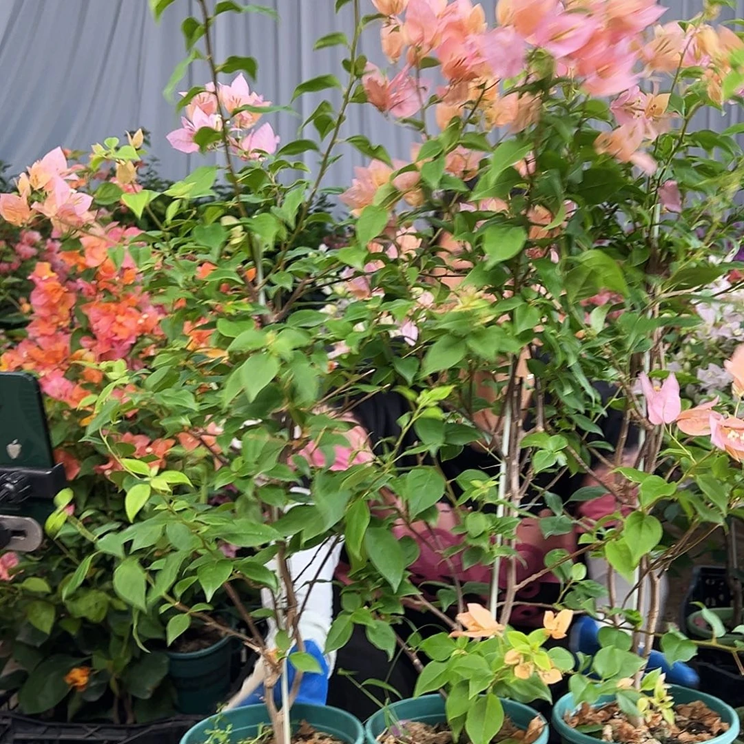 大部分花苞少量开放橙粉苏瓦娜带竹