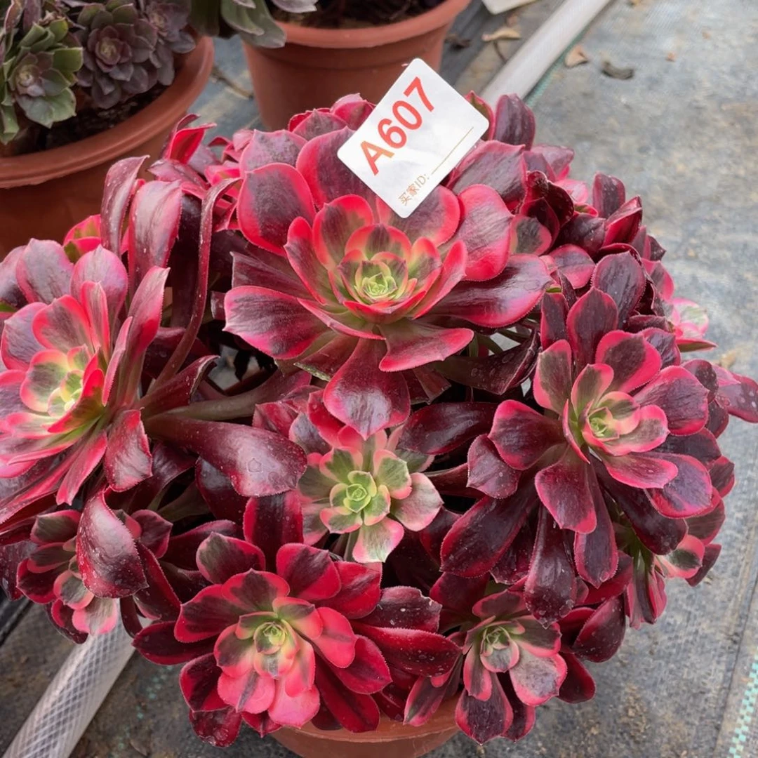 607凤冠精品法师多肉