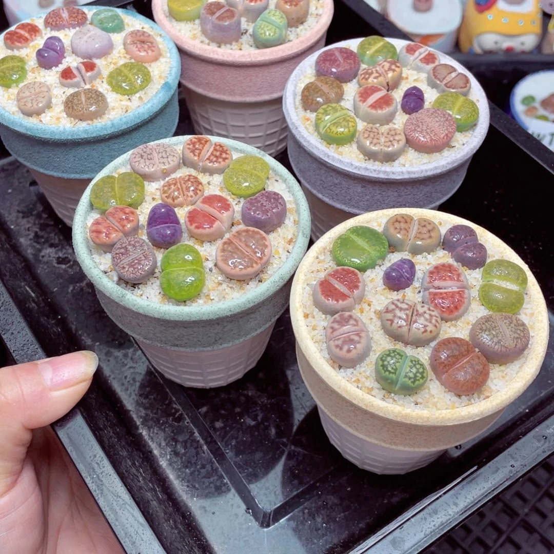 w1788冰激凌杯一份一盆量拍