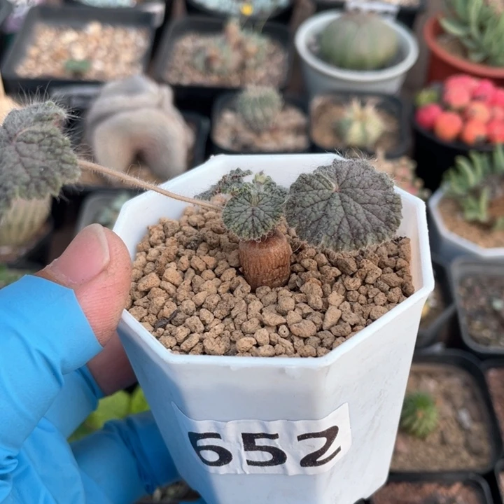 652紫背圆叶洋葵