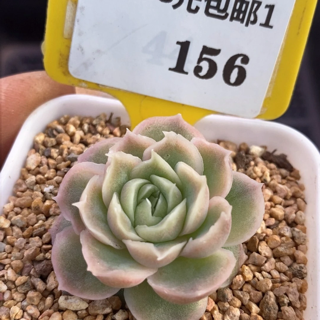 黑***妮1156水晶虾饺多肉植物