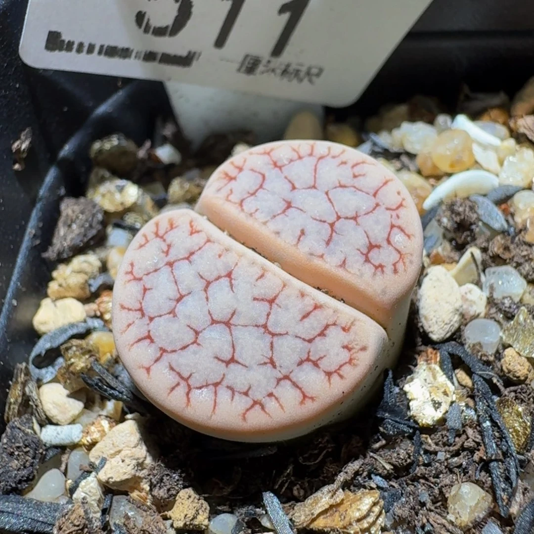 Ssss精品生石花511