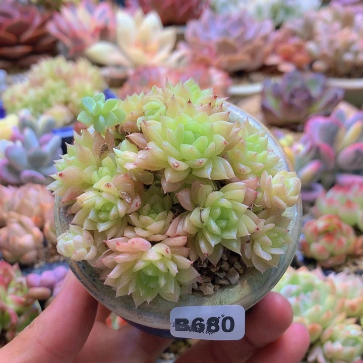 一物一拍含盆土满38包邮B680