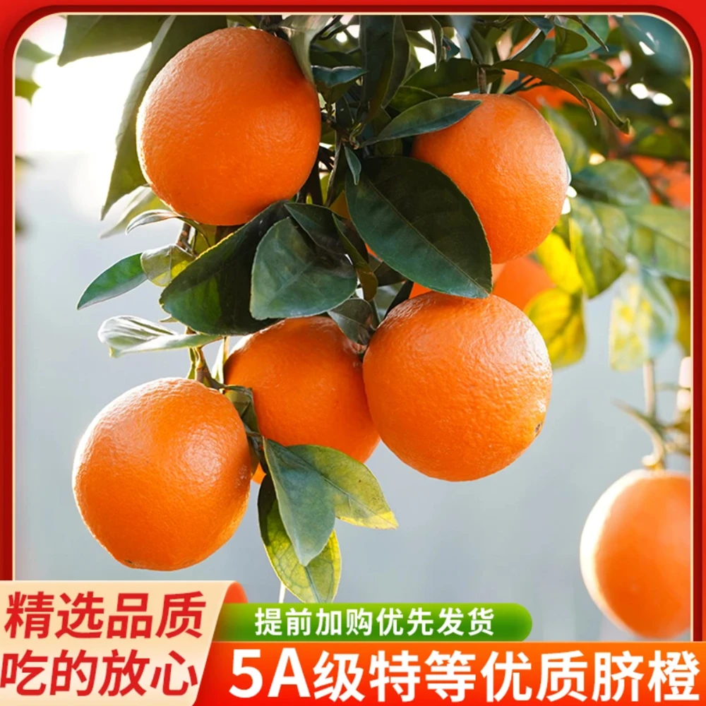 江西赣南脐橙新鲜正宗10/20斤现摘产地直供当季整箱甜橙顺丰包邮