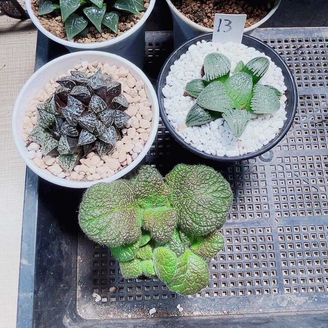 扎***灰四颗漂亮肉肉多肉植物6666