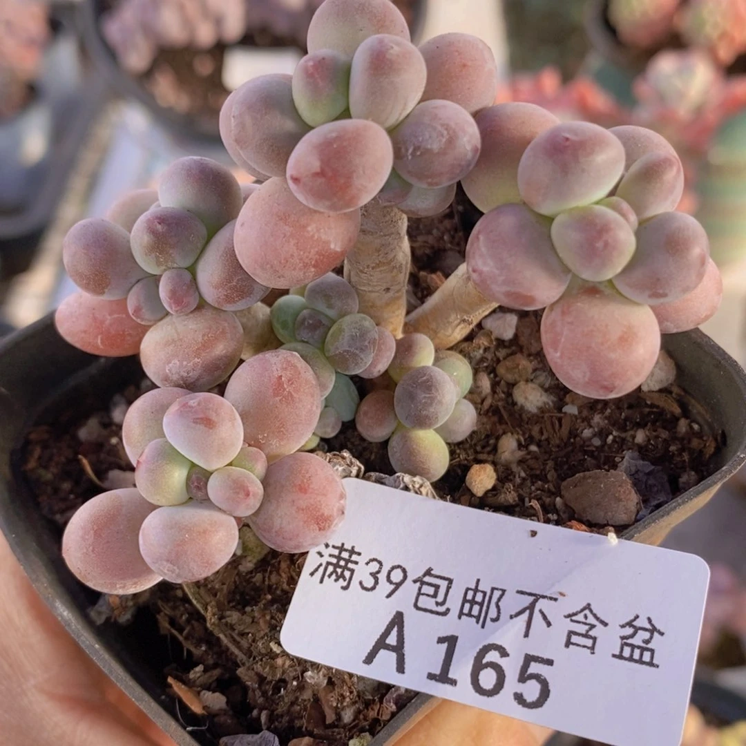 一代苹果奶7cm165多肉植物