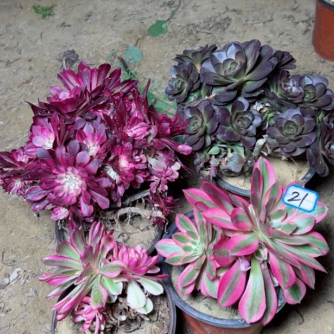 【闪购商品】飘****）多肉植物砍过不售后21