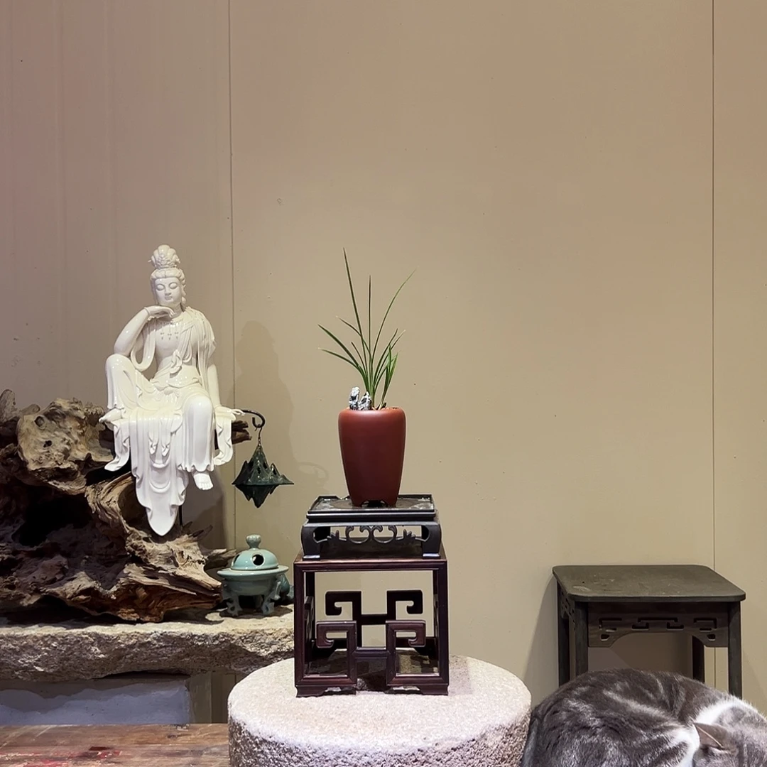 大部分花苞少量开放鑫鼎荷