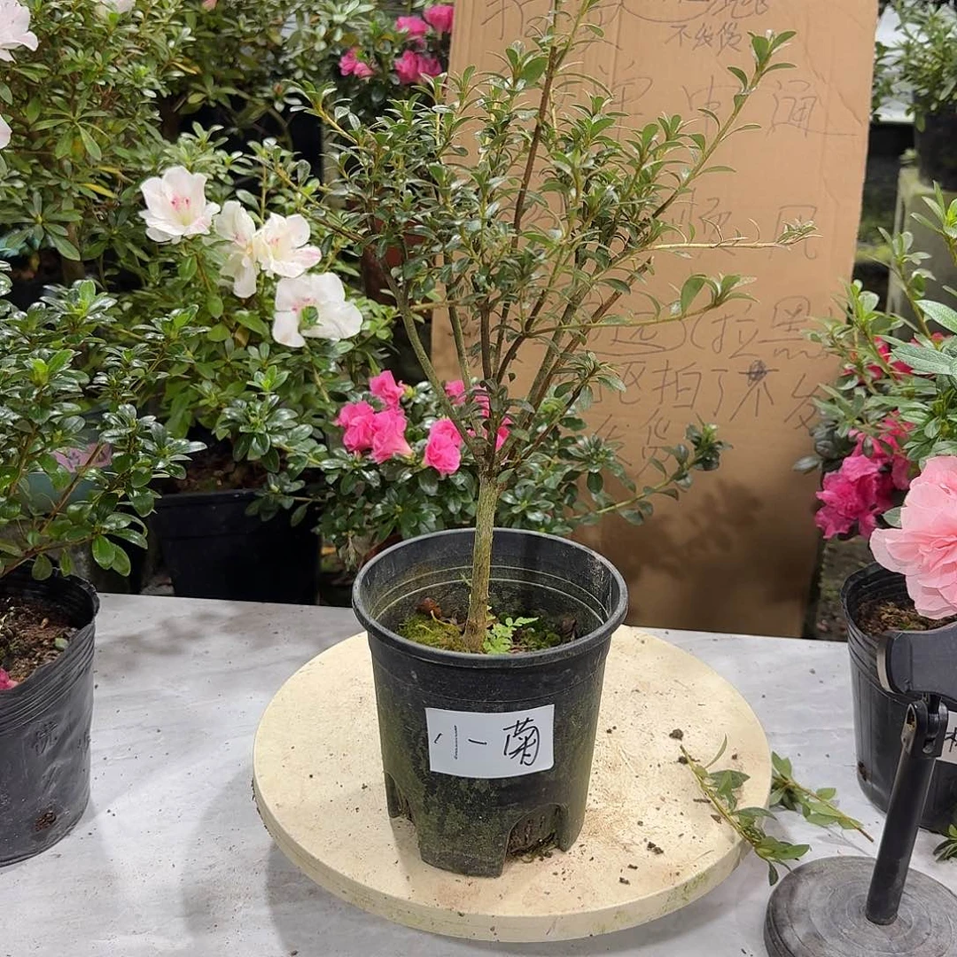 天***星完全开放小菊植物杜鹃花