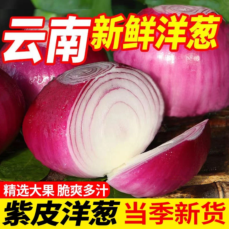 Y云南新鲜现挖紫皮洋葱微辣可生吃洋葱5斤10斤装