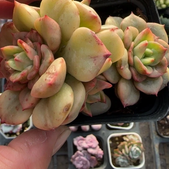 376辣牡丹锦多肉植物多