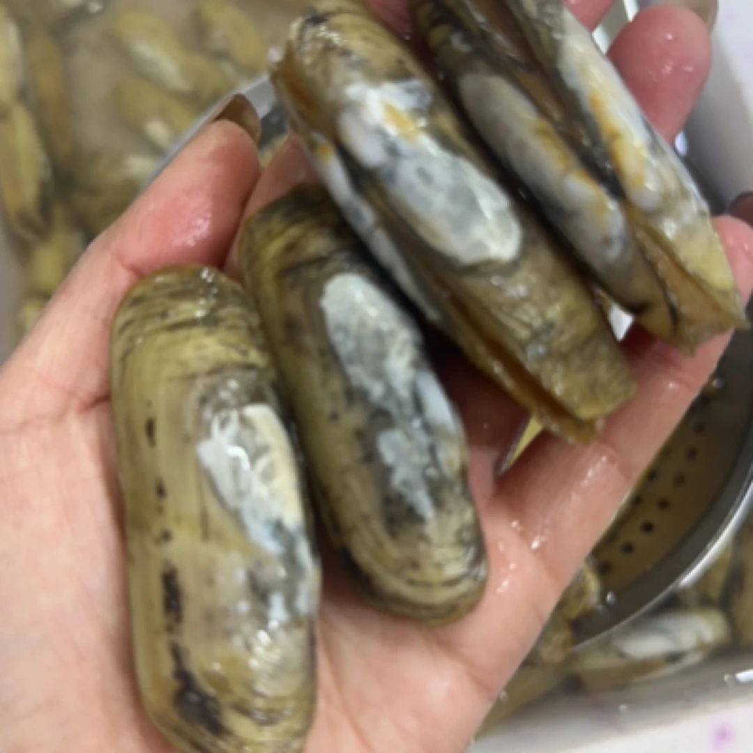 鲜活蛏子/小人仙（500克）