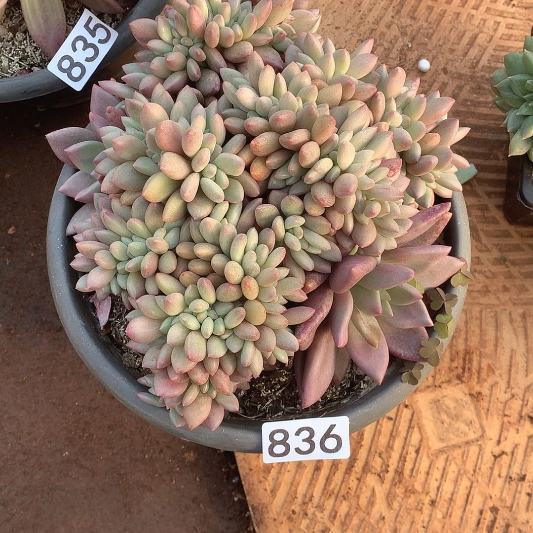 836桃花源缀 一物一拍多肉