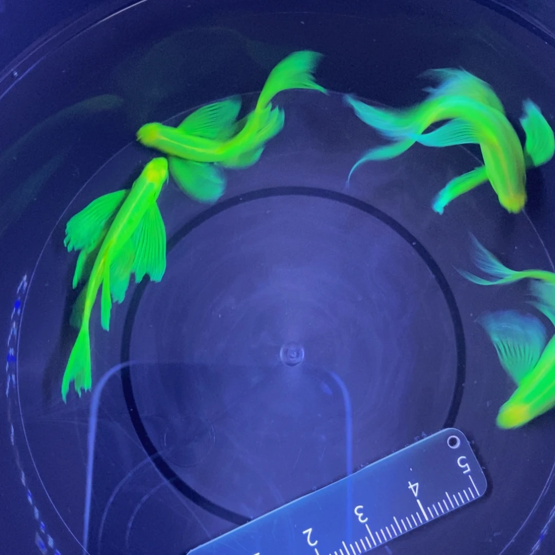 斑马鱼蝶翼斑马4-5厘米翡翠种鱼4条