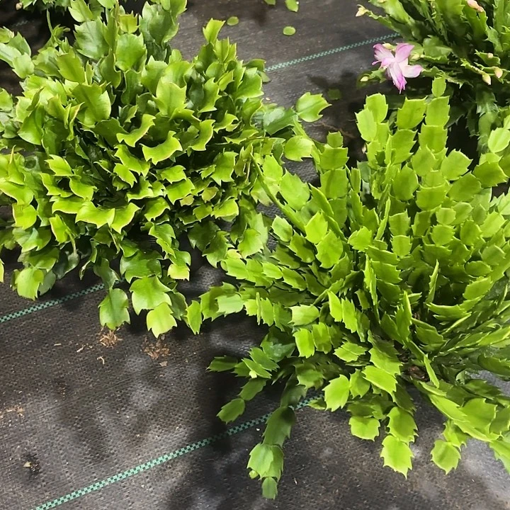 牧***女当前无花栽培后可以开花