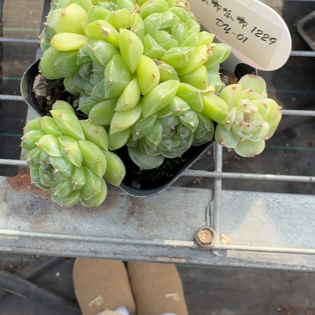 1229-1-母本麦杆群生一颗