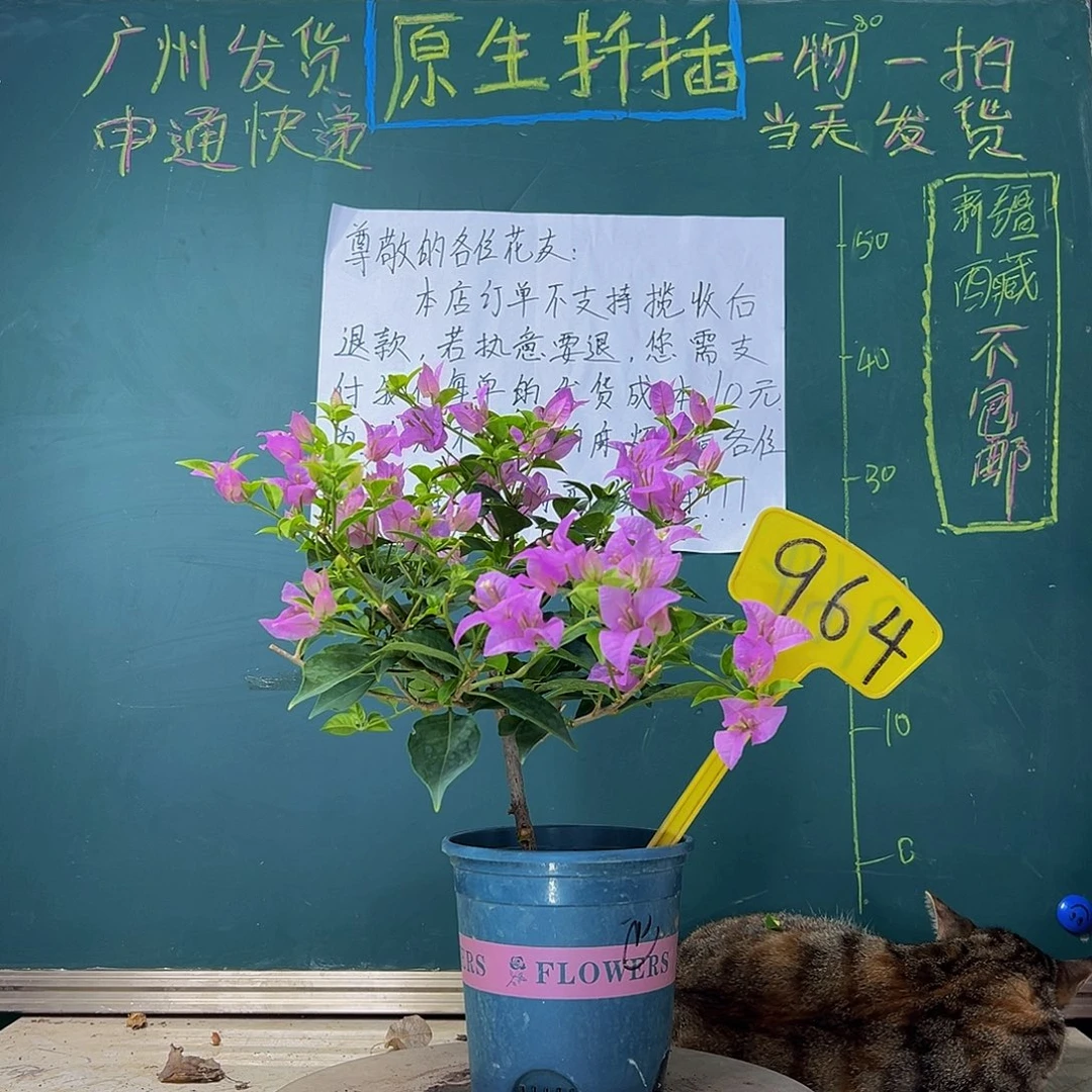 当前无花栽培后可以开花  巴西紫  964