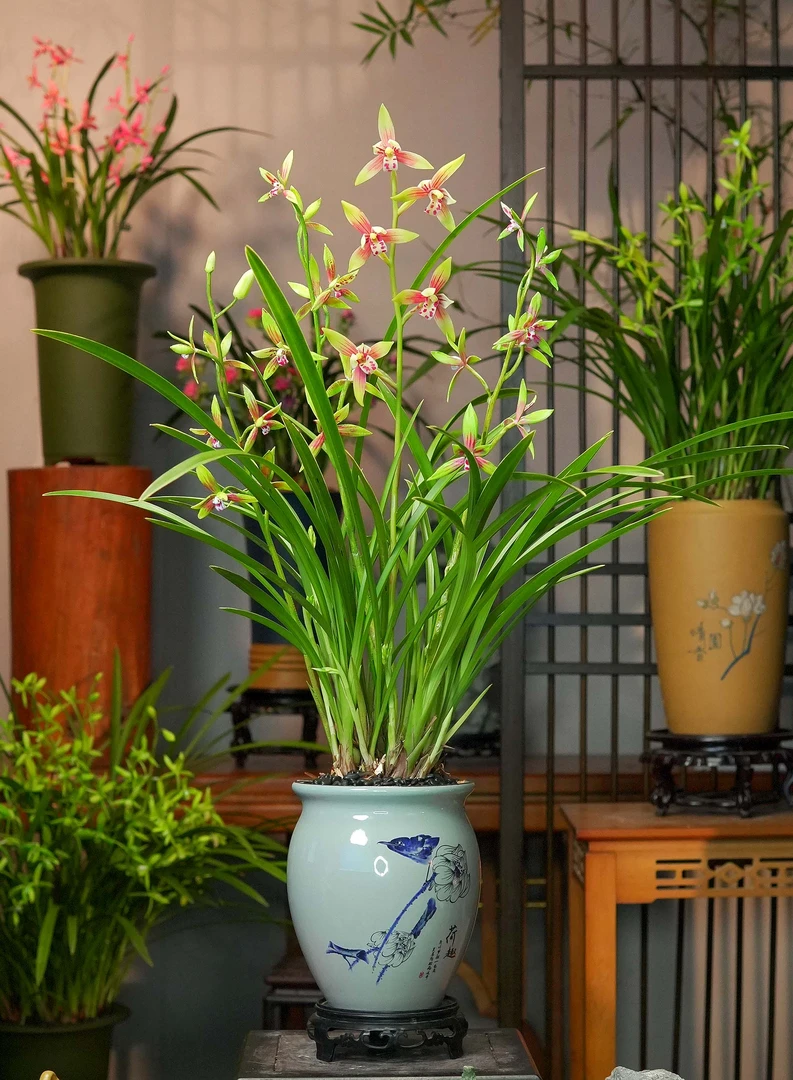 兰花 建兰铭品【峨眉贵妃带花苞】荷趣盆幽香兰花 室内好养易活6