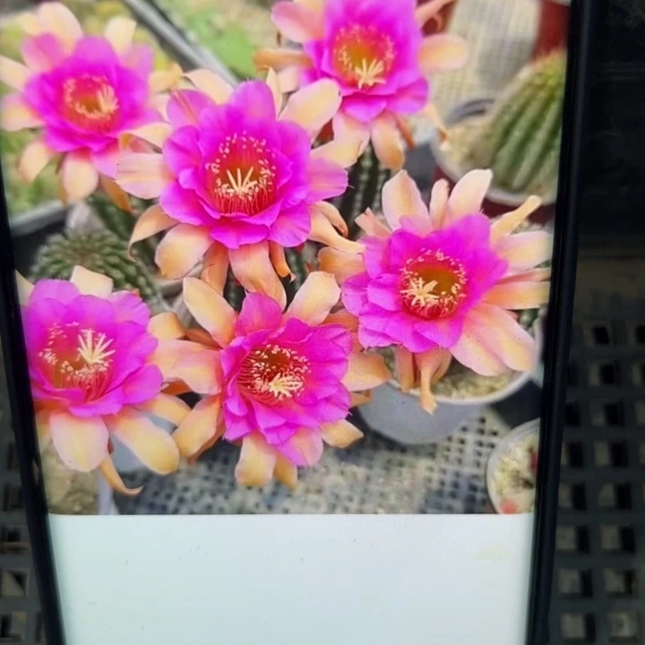 45金妞荣荣歪无根侧4公分左右20包邮