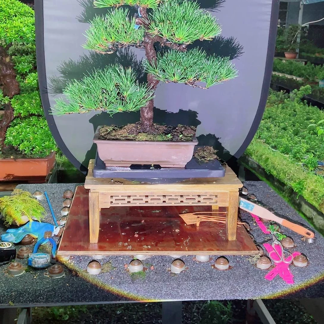 记***B无花朵盆景三合黑松1348