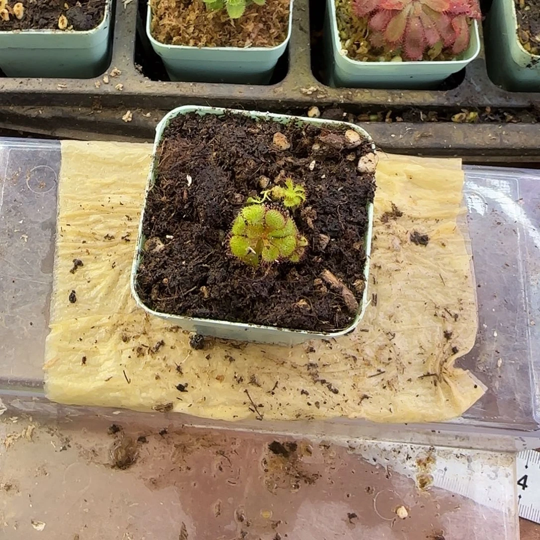 完全开放劳瑞茅膏菜