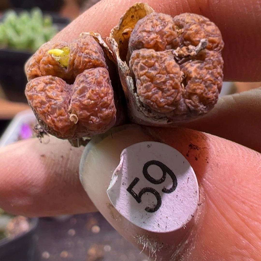 多肉植物1111111111111