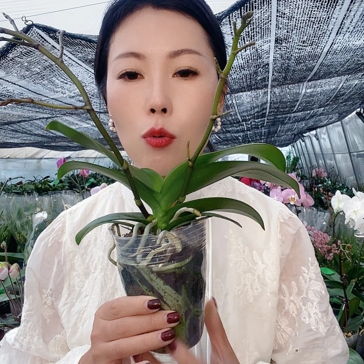 无花朵樱花蝴蝶兰